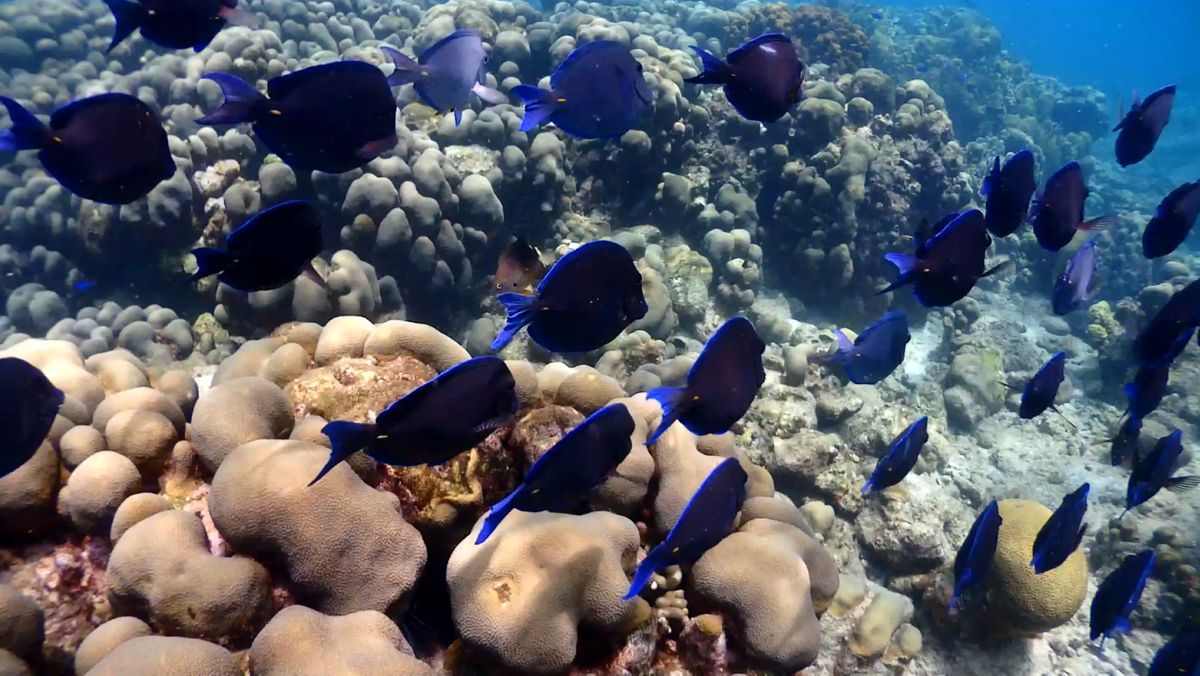 blue fish